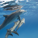 Illustration for article titled Biologists and dolphins have created a new inter-species language